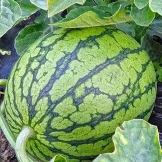 自由吃瓜头像,揭秘网络时代的“吃瓜群众”现象