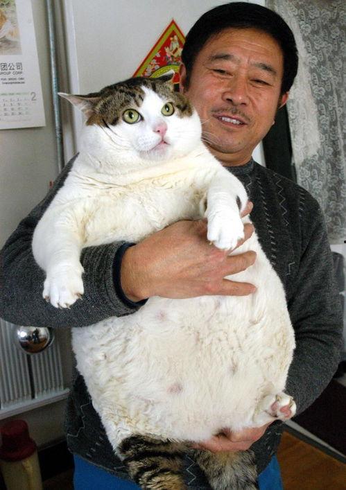 泰国肥猫吃瓜视频大全免费观看