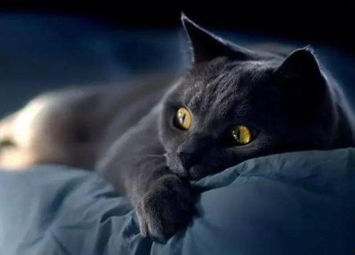 给黑猫吃瓜黑猫给钱,奇特的交易故事