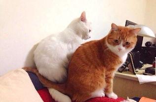 网红恶犬酱,网红狗狗的爆笑日常与暖心瞬间