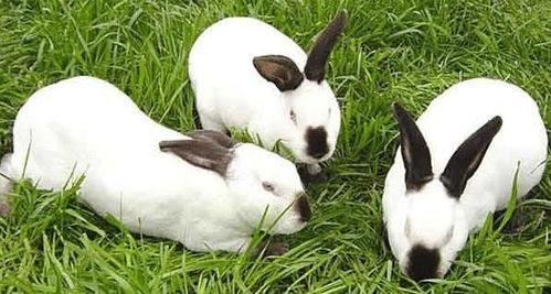 兔子头条号,揭秘兔子世界的趣味与智慧