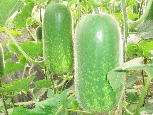 熬大夜吃瓜中,揭秘深夜娱乐背后的秘密