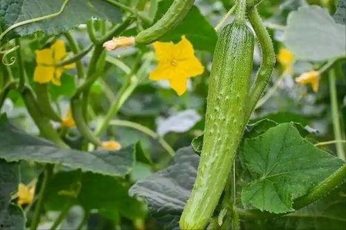 刺瓜可以煮着吃嘛,可煮食的绿色佳肴探索