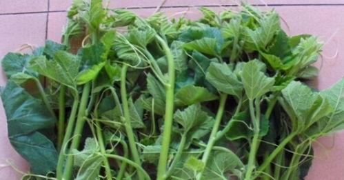 苗大姐吃瓜,揭秘娱乐圈幕后故事