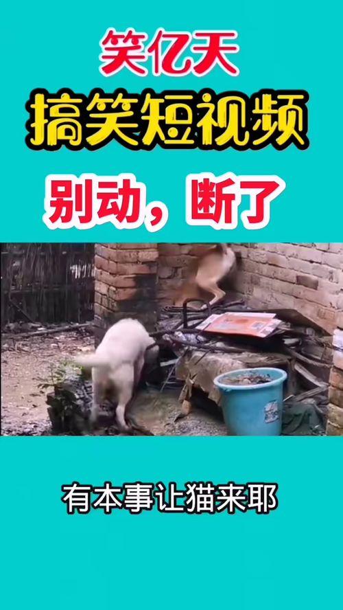 爆料搞笑公司视频,笑料百出，员工欢乐日常大曝光！