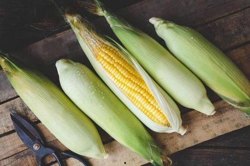 面瓜和玉米能一起吃吗,面瓜与玉米同食的饮食搭配探讨