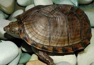 网红乌龟池,揭秘网络红人的生态乐园